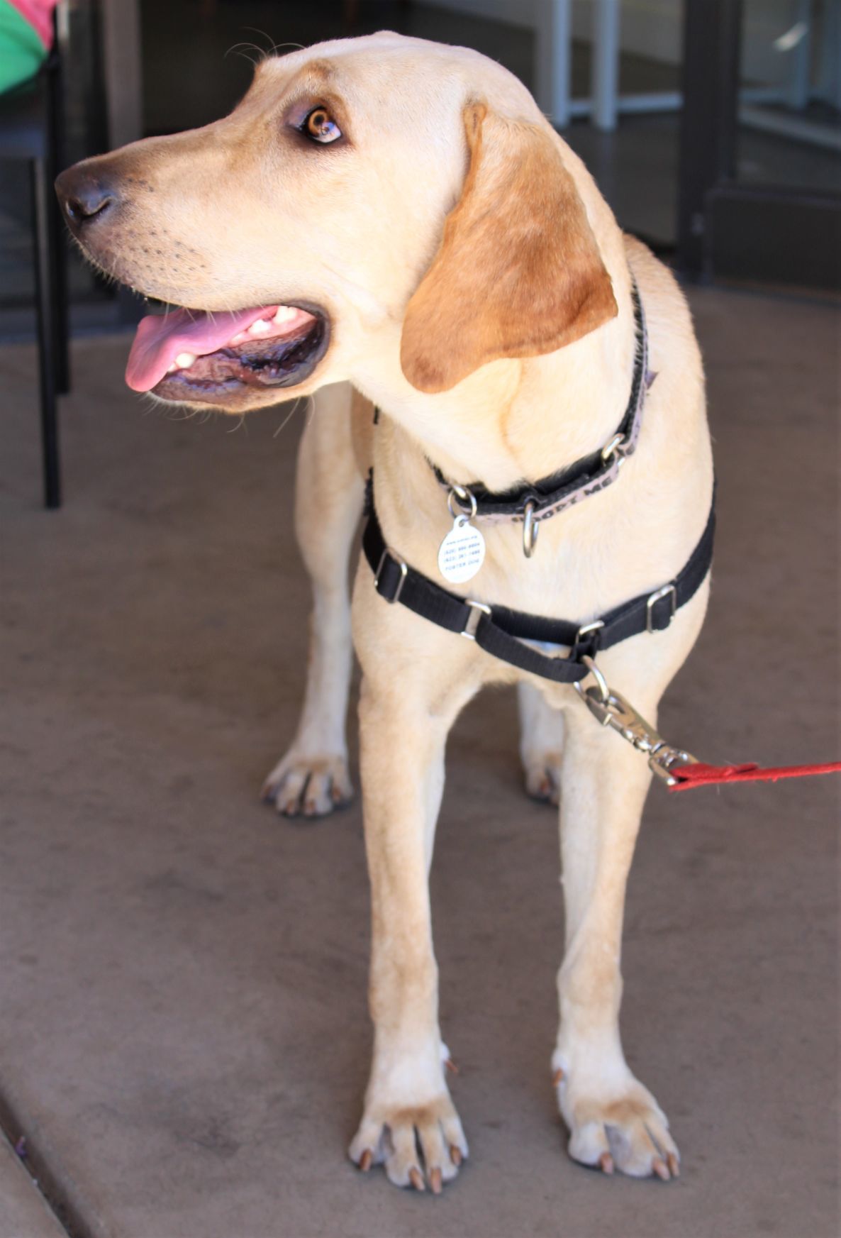 Adopt a friend: Daphne